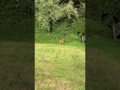 Click to view video Deer caught eating on the allotments
