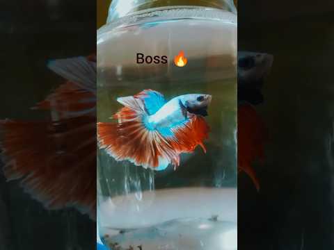 The apex predator 👿🔥..#shorts #ytshorts #nature #aquarium #fish #bettafish