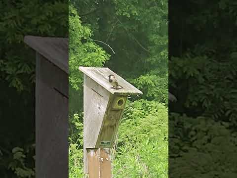 Sparrow at Trexler Park