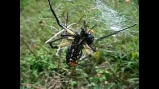 Garden Spider Footage | October 2011