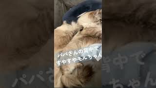 かわいすぎる寝顔　パパさんの背中でおやすみモルちゃん　#Shorts　#猫　#癒し　#かわいい猫