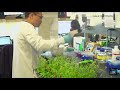 C4 Rice Project and Photosynthesis