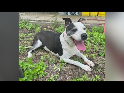 Senior dog named Tessa loves long walks and kids | Forgotten Friends