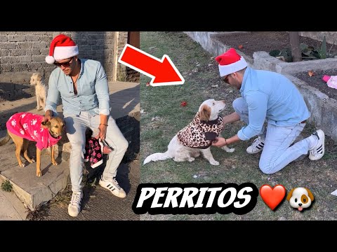 LE PUSE SUÉTER A PERRITOS DE LA CALLE 🐶❤️🙌🏻