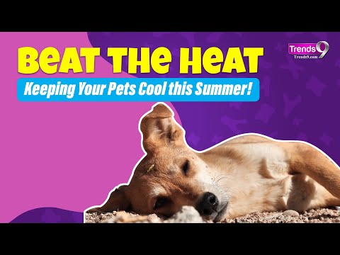 Heat Alert: Keep Your Pet Cool with Expert Tips!