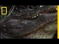 Alligator Courtship Behaviors and Communication