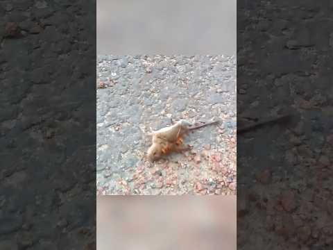 Wasp attacks mouse mercilessly#Wasp #Mouse #PredatorVsPrey