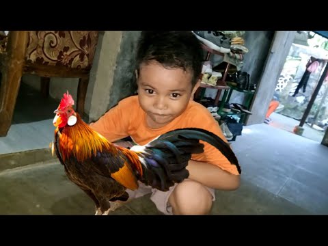 Lucu Ayam Nyasar masuk Rumah Zefa 🤣 vlog 433