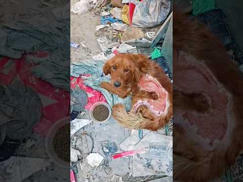 OMG😰stray dog with deep wounds on its body #straydogs #shorts #rescue