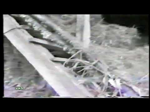 Док.   ВОДЕНИЧАР