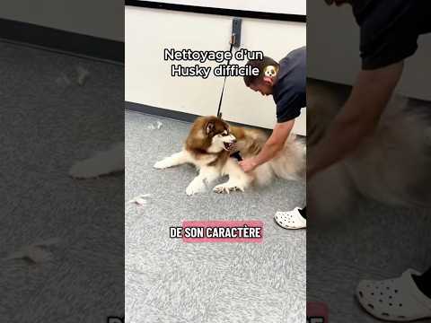 Toilettage d’un husky difficile 🐶 #chien #nettoyage #travail