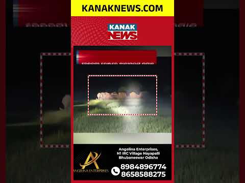 ହାତୀ ପଲଙ୍କ ଉତ୍ପାତ, ଚିନ୍ତାରେ ଚାଷୀ #kanaknews #Betanati #<strong>Elephant</strong> #CropLoss