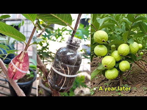 Guava Air Layering Reproduction Process with Sweet Potatoes