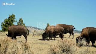 Buffalo on grazing land #buffalo #wildlife #animal #@Animalkingdomtvshow-s3k  