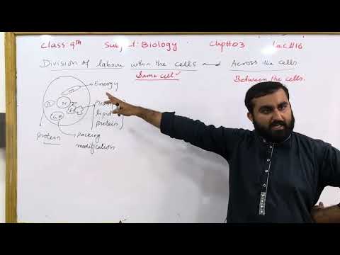 Division of labour within the cell and across the cells