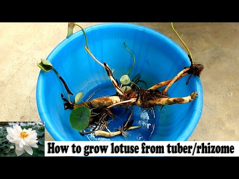 How to grow lotus from tuber, grow lotus in pot,