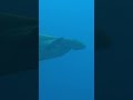 Hammerhead Shark Characteristics and Features