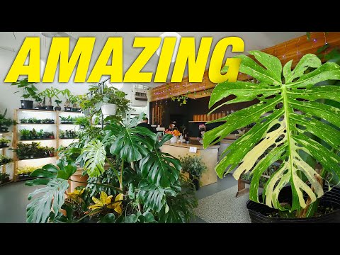 A Secret Hidden Gem : The Plant Store Tour I shot this nearly 2 years ago but couldn’t release it. But now my channel runs with no restrictio