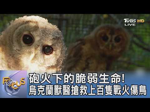 砲火下的脆弱生命! 烏克蘭獸醫搶救上百隻戰火傷鳥｜FOCUS午間新聞 20260724 @TVBSNEWS01
