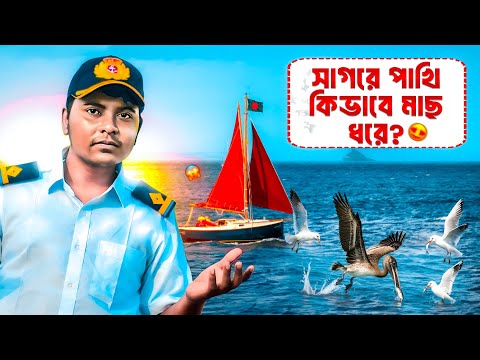 সাগরে পাখি কিভাবে মাছ ধরে | Sailor's vlog | Marine Engineer | Ridoy The Sailor