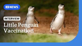 YouTube video thumbnail:  Thousands of Little Penguins on Phillip Island to Be Vaccinated for Bird Flu