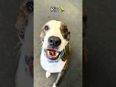 Saved the goodest boy for last ๐ซก #trend #doggydaycare #dogs #cute #foryou #fyp #viral #puppy