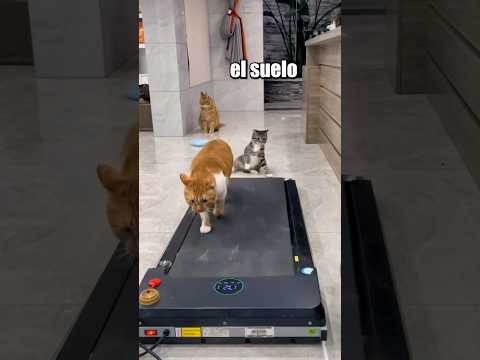 Este GATO le ganó a TODOS 🤯
