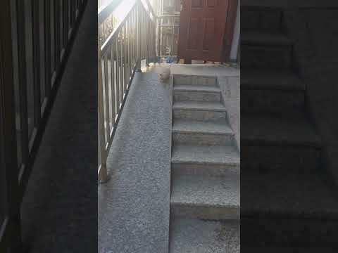 Puppy playing on stairs @globalpetsclinic