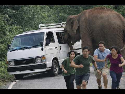 Unexpected Wild Elephant Encounter on a Forest Road | People Run in Panic