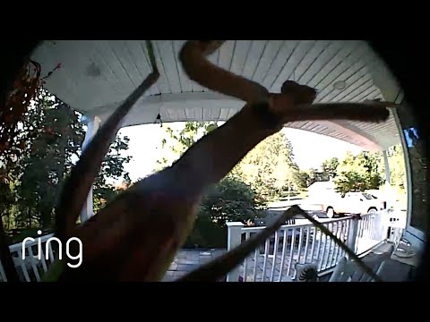 Curious Praying Mantis Investigates Ring Doorbell | RingTV