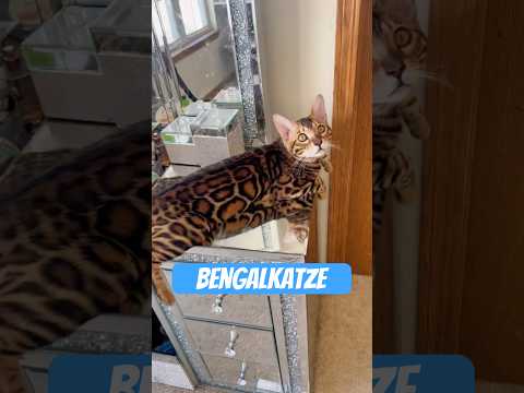 Die Bengalkatze – Ein Orkan im Leopardenmantel