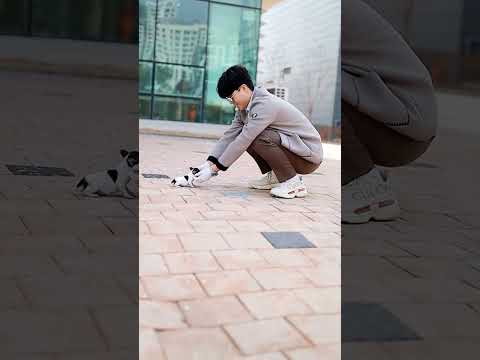 the smallest dog in the world (Chihuahua)