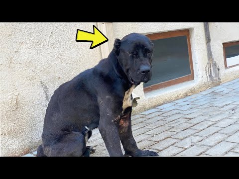 She cried and begged her owner to let her in and the heartbreaking story behind