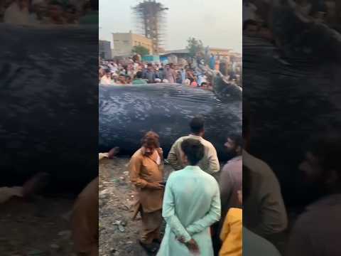 নীল তিমি এক বিস্ময়কর প্রাণী 😱