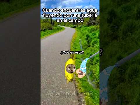 Cuando encuentras una tubería con agua en el campo #historiasdegatos #michis #storytime #gatitos