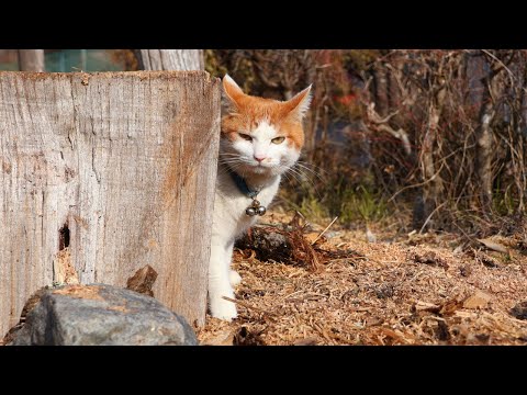 猫の動画サムネイル - ちろ散歩　250429