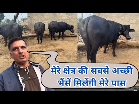 मुर्राह भैंसों का गढ़ - तगड़ी तगड़ी भैंसों का लगा मेला || Top class heavy weight murrah buffaloes