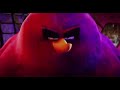 Bird Song and Video Analysis