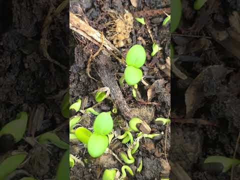 Sunflower #vlog #vlogs