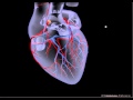 Coronary Circulation and Heart Function