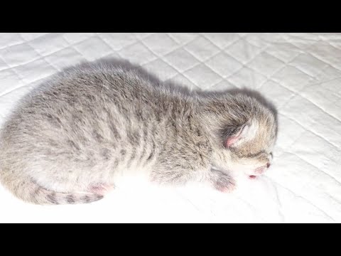 Kitten is not feeling well! Mom cat asks me to check on her kitten!