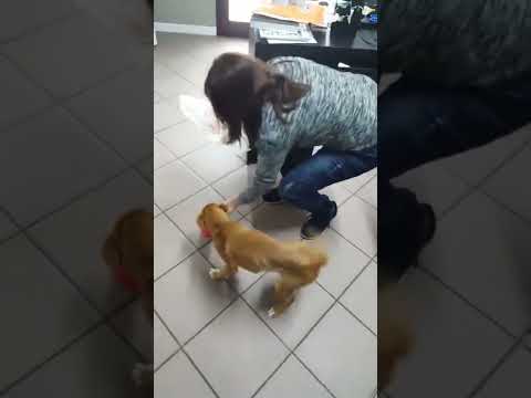 Coco cucciola guarita