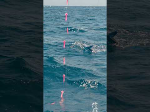 Legendary hatchet marlin caught during white marlin open video thumbnail