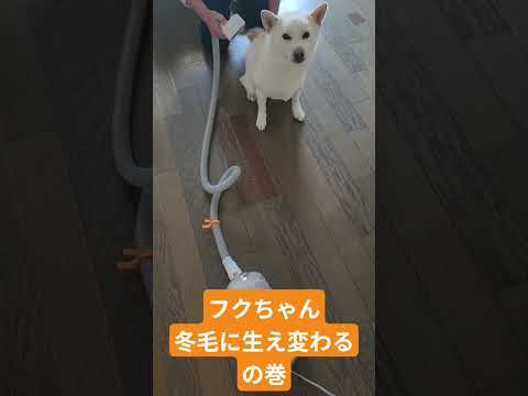 フクちゃん換毛期 #shibainu #shiba
