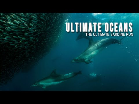 Ultimate Oceans - EP2 - Sardine Run