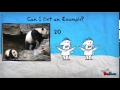 Exploring Animated Presentations with PowToon