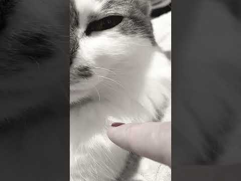 I was watching Bob’s Burgers and made this clip. Haha! 😹