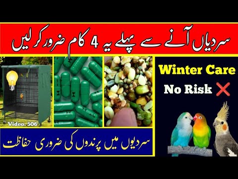 Birds Winter Care Tips in Urdu / Hindi (Australian Parrots, Love Birds, Finch) by |Arham| Video. 506