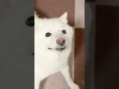 換毛期の柴犬にめっちゃ怒られた