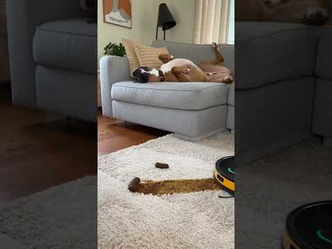 This Robot Vacuum Turned One Small Mistake Into Total Chaos 😱🤖🐶